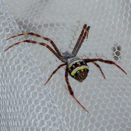 Réf. 236 196 : Argiope sp.